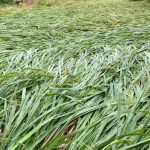 लगातारको वर्षा , खेतबाली डुबानमा : किसान चिन्तित