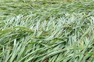 लगातारको वर्षा , खेतबाली डुबानमा : किसान चिन्तित