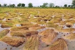 सुन्दरहरैँचामा अविरल वर्षाले धानबालीमा ठूलो क्षति