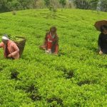 पूर्वी नाकाबाट ३ अर्ब ३६ करोडको कृषिउपज निकासी