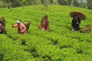 पूर्वी नाकाबाट ३ अर्ब ३६ करोडको कृषिउपज निकासी