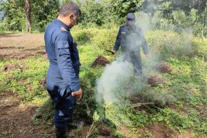 अवैध गाँजा खेती फडानी गरी नष्ट