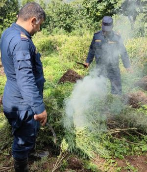 अवैध गाँजा खेती फडानी गरी नष्ट