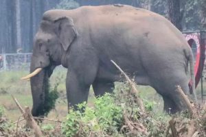 सुन्दरहरैँचामा जंगली हात्तीको उपद्रो बढ्दै