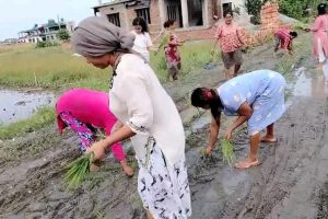 सुन्दरहरैँचाका टाेलवासीले सडकमा धान रोपेर गरे विराेध